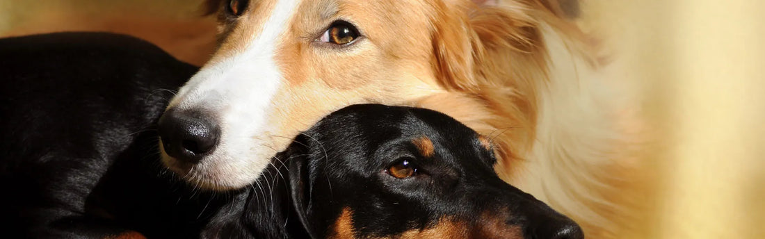 Trennungsangst bei Hunden