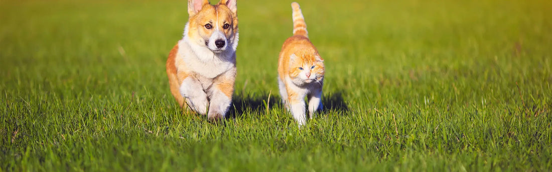 Allergietests für Hunde