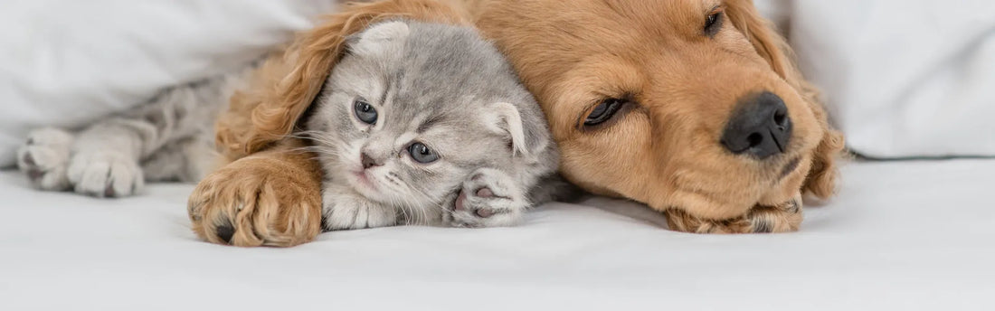 Wie pflegt man Katzen?
