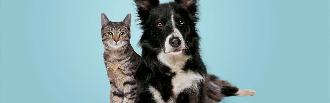 Katzenfrisuren
