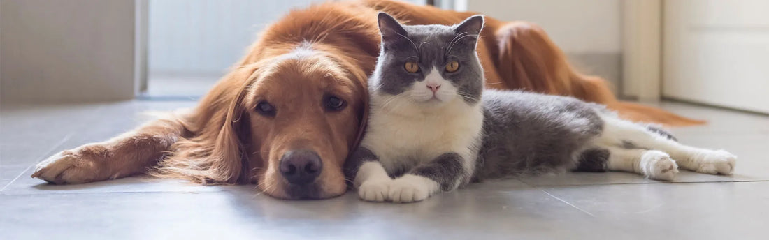 Arthritis bei Katzen