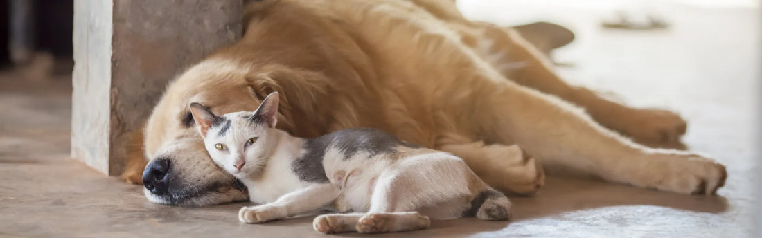 Gegen was sind Katzen allergisch?