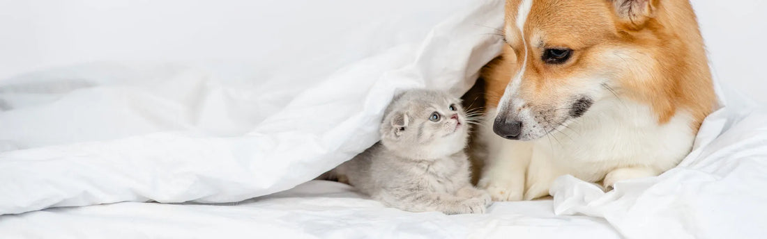 10 häufige Hautprobleme bei Katzen