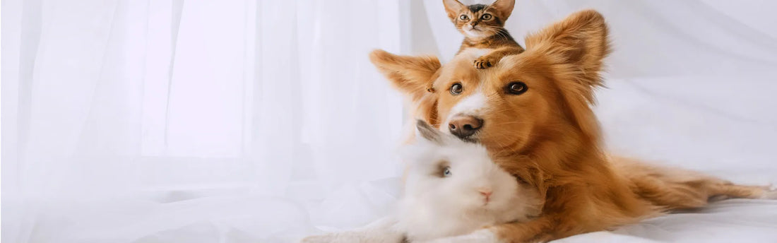 Wie man Bandwürmer bei Hunden behandelt