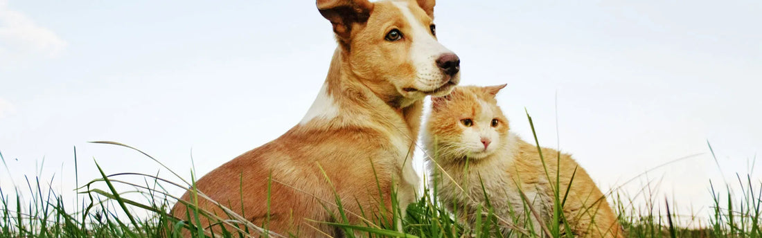Katzenschuppenmittel, die Sie kennen sollten