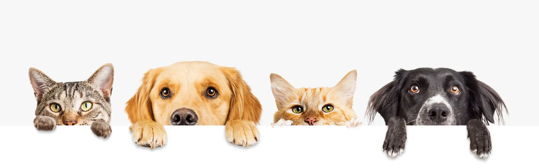 Gesundheitsprophylaxe auf vier Pfoten - Omega-Fettsäuren und ihre Wirkung auf die Gesundheit von Hund und Katze