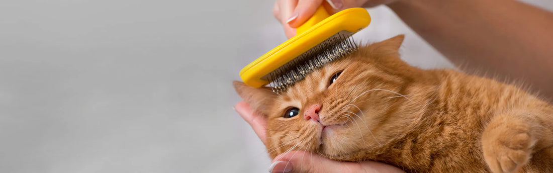 Katzenpflege