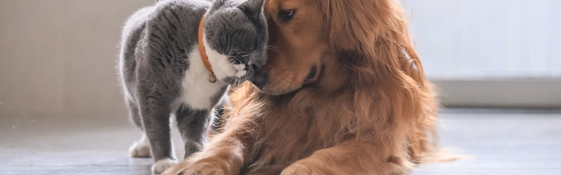 Was hilft gegen Flöhe bei Katzen