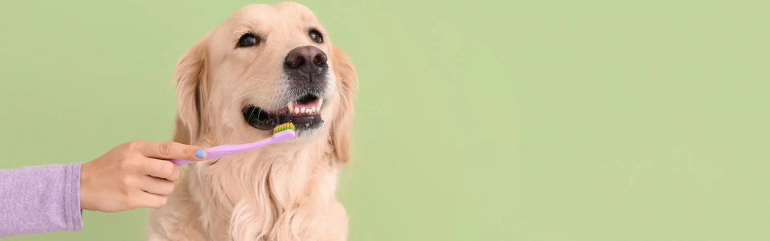 Wie man Zecken bei Hunden los wird