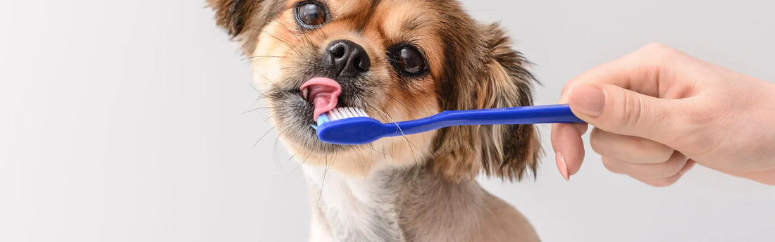 Wie sie die Zähne Ihres Hundes putzen