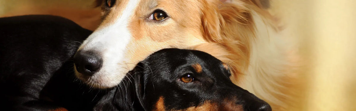 Trennungsangst bei Hunden