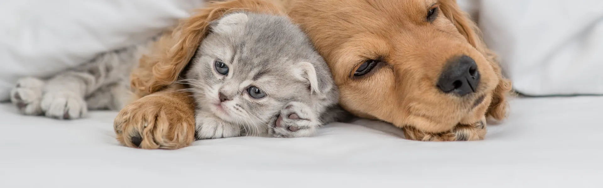 Wie pflegt man Katzen?