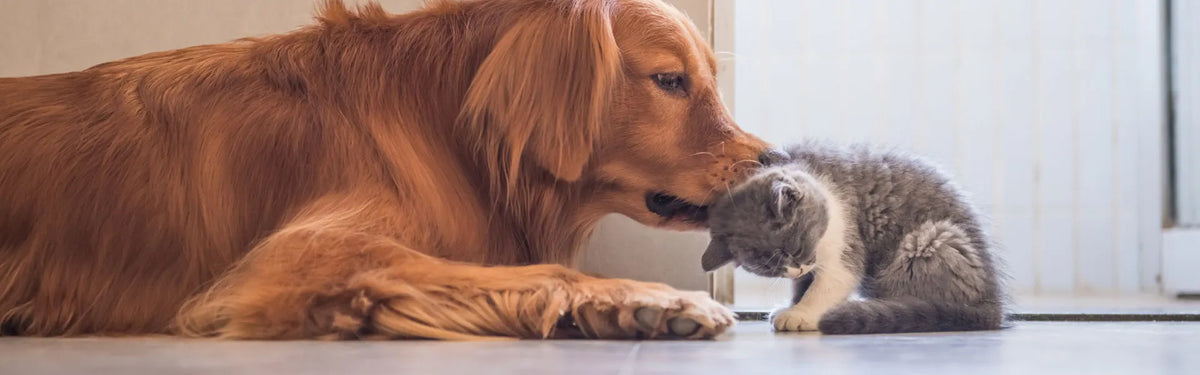 Mehr Beweglichkeit für deine Katze und deinen Hund mit Glucosamin und Chondroitin