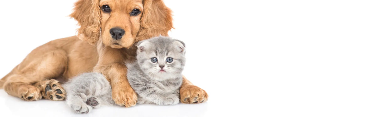 Sind Fischöle gut für Hunde?