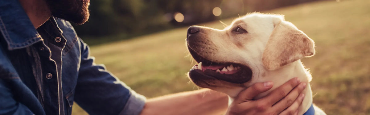 Kollagen für Hunde