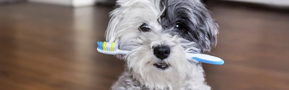 Bestes Hundefutter zur Vermeidung von schlechten Zähnen