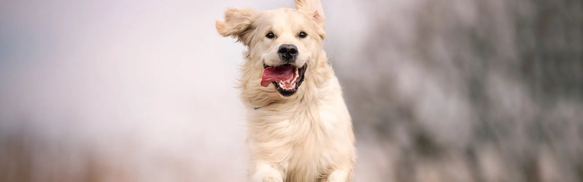 Wie Sie Ihren Hund vom Bellen abbringen