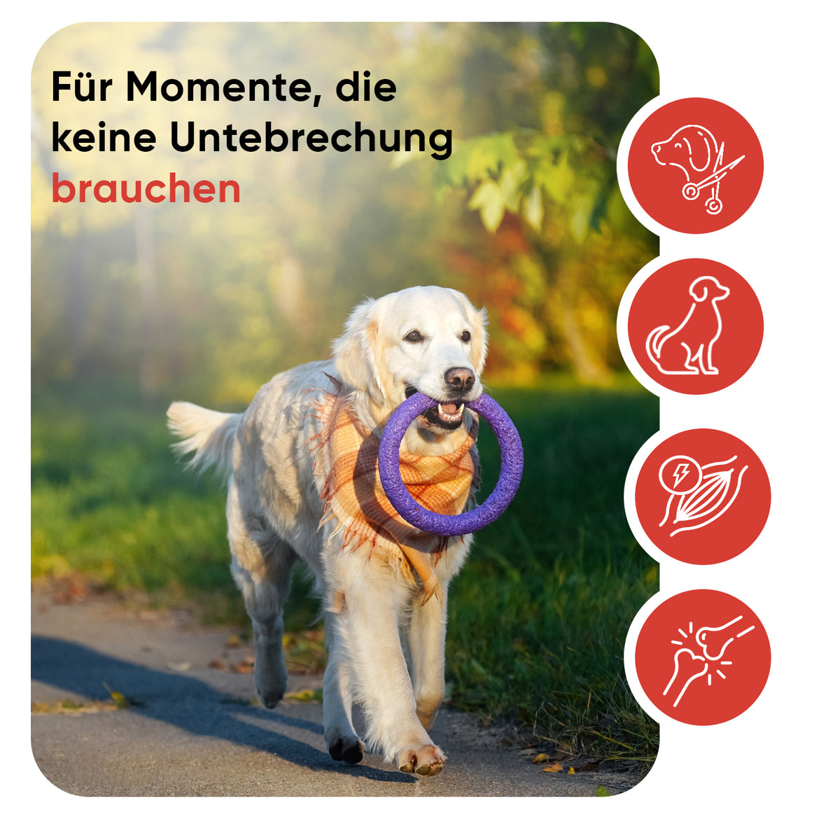 L-Lysin für Hunde, 250 g Pulver