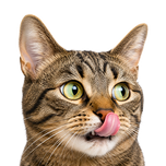 Katzen