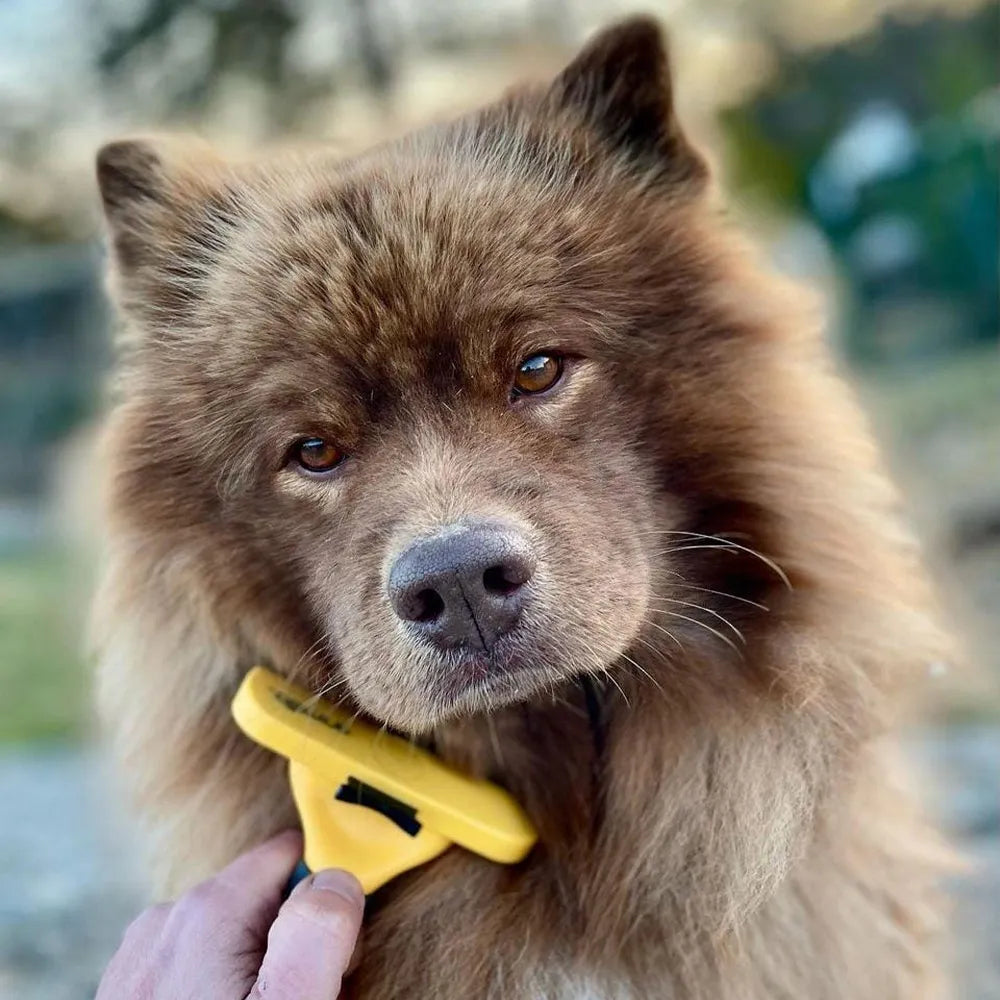 de-shedding-grooming-tool-ugc-2
