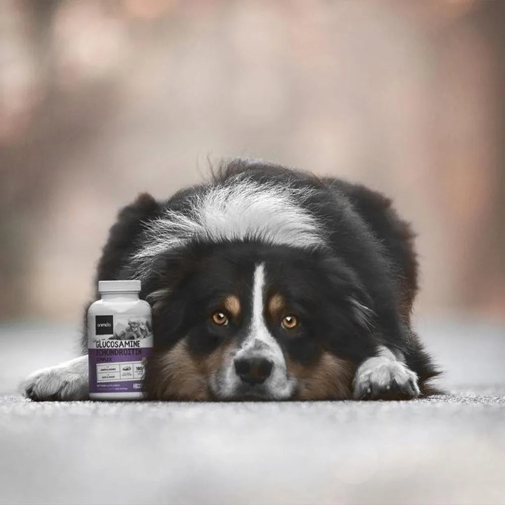 Chondroitinsulfat für Hund und Katze