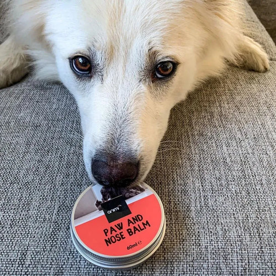 Nasen & Pfoten Balsam Für Hunde - Feuchtigkeitsspendend Bei Trockenen, Rissigen Nasen