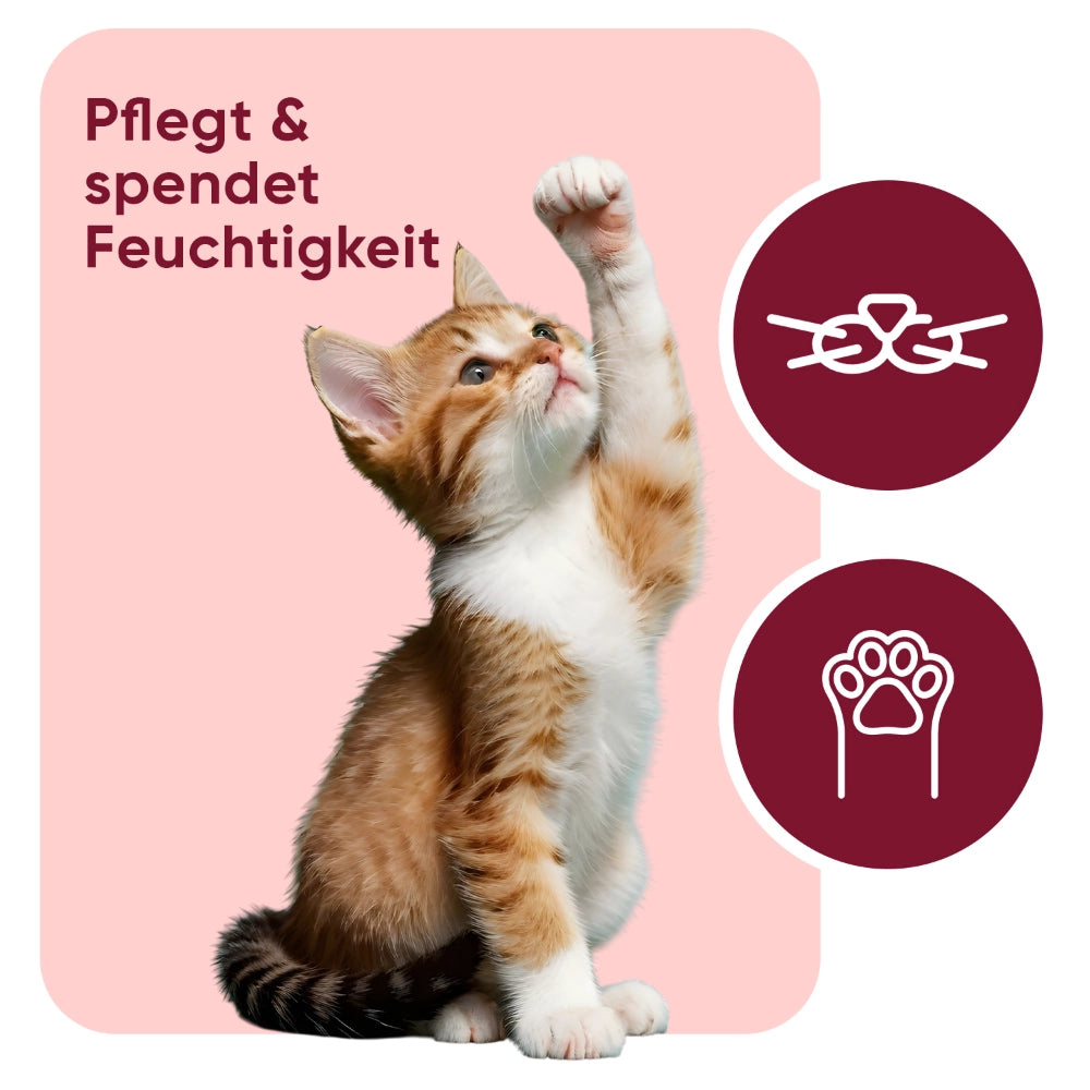 pets-paw-and-nose-for-cats-de-3